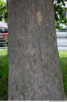 wood tree bark 0003